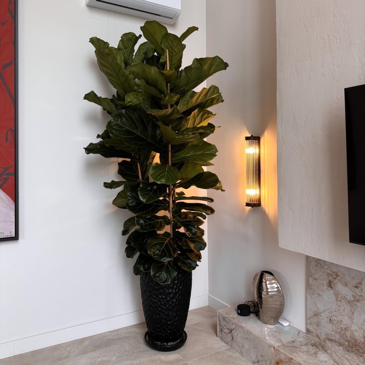 Дополнительная картинка Настенный светильник Trompa 4093-2W