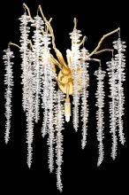 Декоративные настенные Настенный светильник Wertmark DACIANA WE185.03.301, доставка по Казахстану 